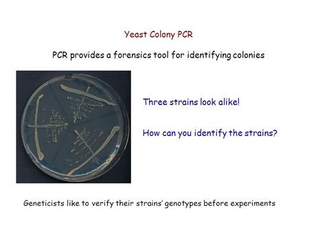 PCR provides a forensics tool for identifying colonies
