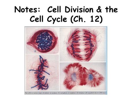 Notes: Cell Division & the Cell Cycle (Ch. 12)
