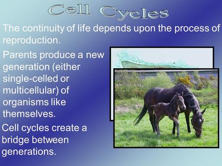 The continuity of life depends upon the process of reproduction. Parents produce a new generation (either single-celled or multicellular) of organisms.