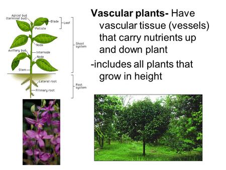 Vascular plants- Have vascular tissue (vessels) that carry nutrients up and down plant -includes all plants that grow in height.