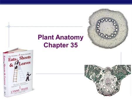 Plant Anatomy Chapter 35 2006-2007.