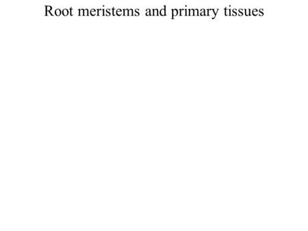 Root meristems and primary tissues. Root apical meristem mitosis Be able to identify all of the mitotic stages and know what order they occur in. (review)