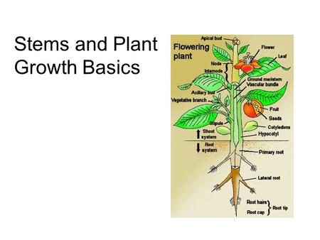 Stems and Plant Growth Basics. Shoots vs. Roots Stems are part of the shoot system (stems, leaves, flowers) The shoot system depends on the roots for.