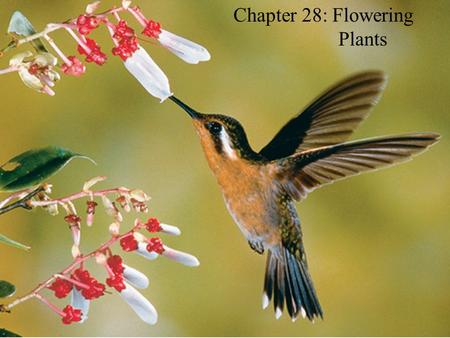 Chapter 28: Flowering Plants. Most of your notes for this Chapter will be found in your Flowering Plant Lab. However, here are some notes in addition.