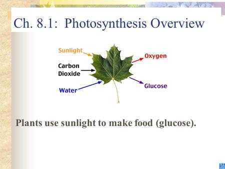 Ch. 8.1: Photosynthesis Overview