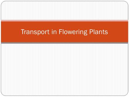 Transport in Flowering Plants. Vascular Bundle Consists mainly of Xylem Phloem Referred to as vascular bundles in stems and steles in roots.