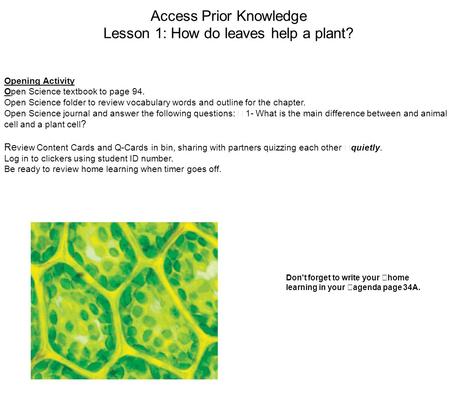 Access Prior Knowledge Lesson 1: How do leaves help a plant? Opening Activity Open Science textbook to page 94. Open Science folder to review vocabulary.