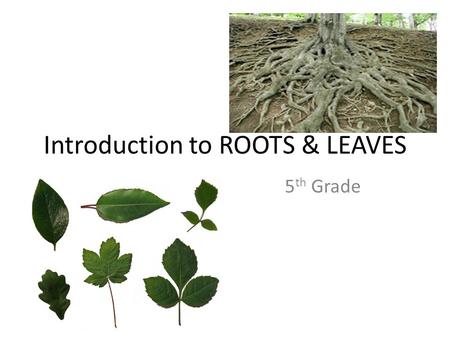 Introduction to ROOTS & LEAVES