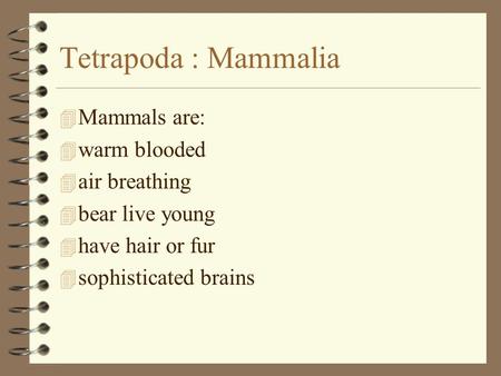 Tetrapoda : Mammalia 4 Mammals are: 4 warm blooded 4 air breathing 4 bear live young 4 have hair or fur 4 sophisticated brains.