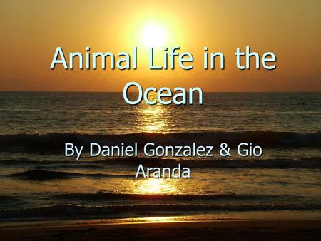 Animal Life in the Ocean