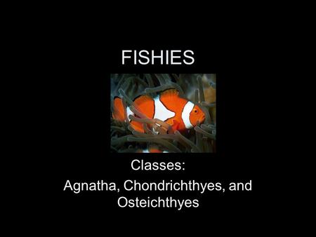 Classes: Agnatha, Chondrichthyes, and Osteichthyes