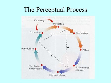 The Perceptual Process. Sensory Processing Bottom-Up (Data-Based): Analysis that begins with the sense receptors and works up to the brain’s integration.