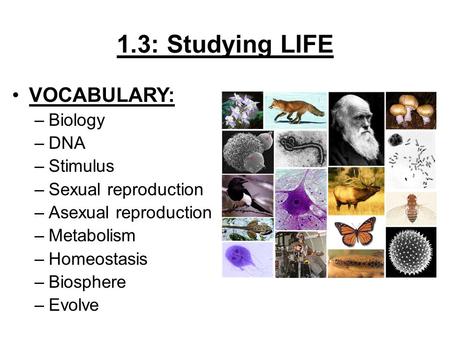 1.3: Studying LIFE VOCABULARY: –Biology –DNA –Stimulus –Sexual reproduction –Asexual reproduction –Metabolism –Homeostasis –Biosphere –Evolve.