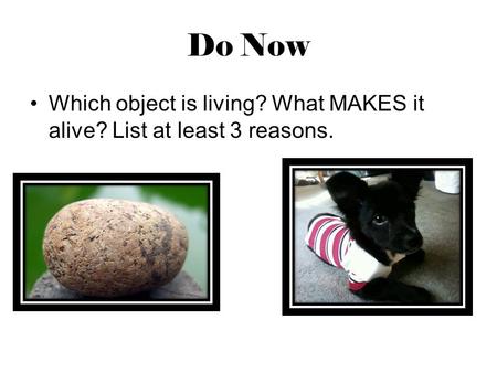 Do Now Which object is living? What MAKES it alive? List at least 3 reasons.