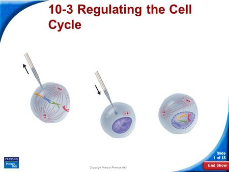 End Show Slide 1 of 18 Copyright Pearson Prentice Hall 10-3 Regulating the Cell Cycle.