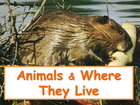 Animals & Where They Live