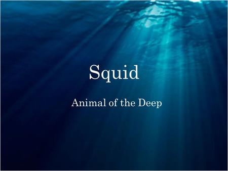 Squid Animal of the Deep. Body Parts Types of Squid There are many types of squid in the world here are the top nine. Giant Squid,Firefly Squid, Vampire.