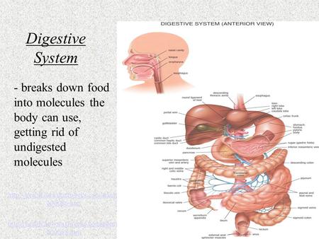 - breaks down food into molecules the body can use, getting rid of undigested molecules  200086.htm