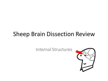 Sheep Brain Dissection Review Internal Structures.