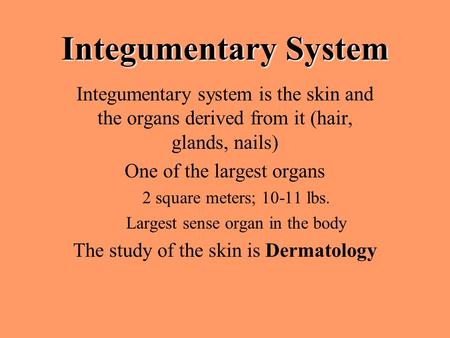 Integumentary System Integumentary system is the skin and the organs derived from it (hair, glands, nails) One of the largest organs 2 square meters; 10-11.