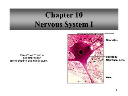 Chapter 10 Nervous System I