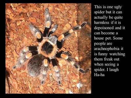 This is one ugly spider but it can actually be quite harmless if it is depoisoned and it can become a house pet. Some people are arachnophobia it is funny.