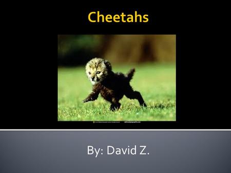 By: David Z.. Cheetahs look cool. They are 7 feet long. When they are born they have gray fur. They have yellow fur and black spots.