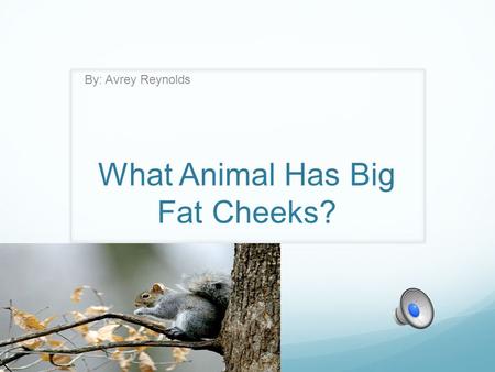 What Animal Has Big Fat Cheeks? By: Avrey Reynolds.