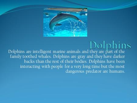 Dolphins are intelligent marine animals and they are part of the family toothed whales. Dolphins are gray and they have darker backs than the rest of their.