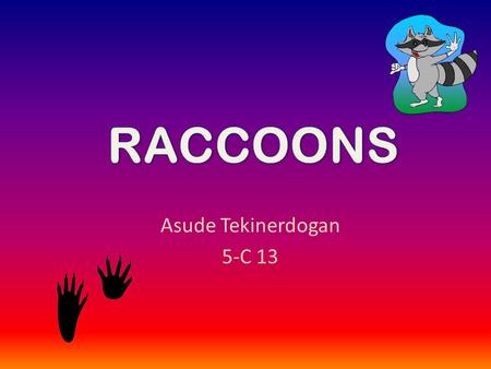 Asude Tekinerdogan 5-C 13. Raccoons are small animals. Raccoon ‘s den is very small. Raccoon ‘s colour is brown. They live in the den. Raccoon babies.