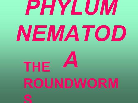 PHYLUM NEMATOD A THE ROUNDWORM S. CHARACTERISTICS TUBULAR SHAPE WITH POINTED ENDS BILATERAL SYMMETRY UNSEGMENTED BODY MOVE IN A WHIP-LIKE MOTION.