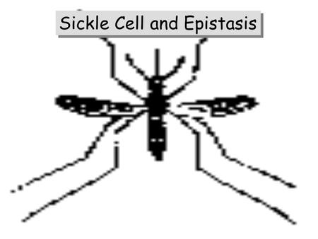 Sickle Cell and Epistasis Malaria is the most common and deadly parasitic disease in the world. 300-500 million cases annually.