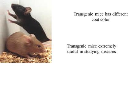 Transgenic mice has different coat color Transgenic mice extremely useful in studying diseases.