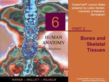 PowerPoint ® Lecture Slides prepared by Leslie Hendon, University of Alabama, Birmingham HUMAN ANATOMY fifth edition MARIEB | MALLATT | WILHELM 6 Copyright.