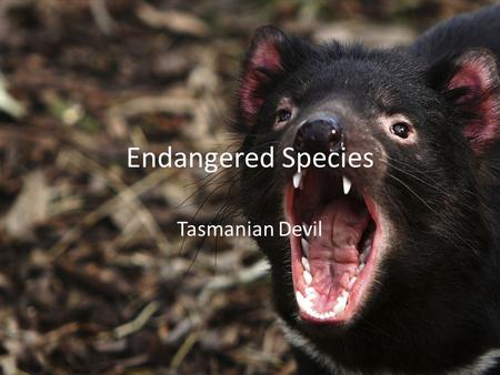 Endangered Species Tasmanian Devil. Interesting Facts about the Tasmanian Devil 1.Tasmanian Devils can only see in black and white. 2.An adult devil weighing.
