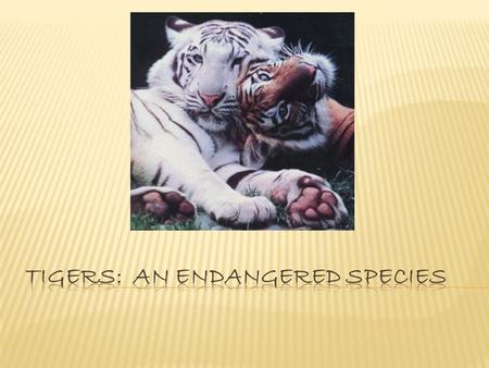  Scientific name: Panthera tigris  Largest of the cat family.  Six living subspecies.  Distinct and individually unique black/orange stripes.  Carnivorous.