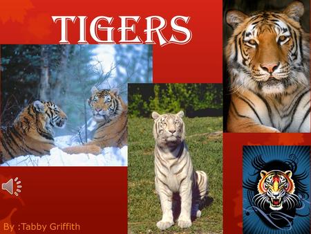 Tigers By :Tabby Griffith.