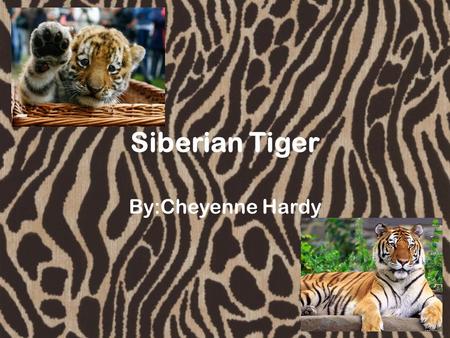 Siberian Tiger By:Cheyenne Hardy. They live between 12 to 15 years in the wild Measuring up to abou700 pounds Measuring between 4½ to 9½ feet. No 2 tigers.