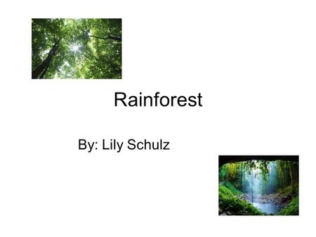 Rainforest By: Lily Schulz.