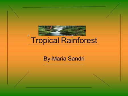 Tropical Rainforest By-Maria Sandri.