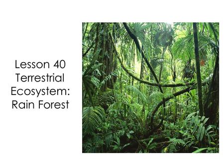 Lesson 40 Terrestrial Ecosystem: Rain Forest