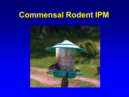 Commensal Rodent IPM. Problems Associated with Rodents Disease Food Contamination Property Damage Fires Trouble with the Health Department.