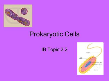 Prokaryotic Cells IB Topic 2.2. Identifying Cells Cells are divided into groups based on major characteristics Cells are divided into two major groups: