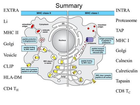 INTRA Proteasome TAP MHC I Golgi Calnexin Calreticulin Tapasin CD8 T C EXTRA Li MHC II Golgi Vesicle CLIP HLA-DM CD4 T H Summary.