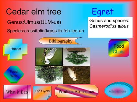 Egret Cedar elm tree Genus:Ulmus(ULM-us)