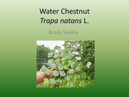 Water Chestnut Trapa natans L. Brady Seeley. Distribution.
