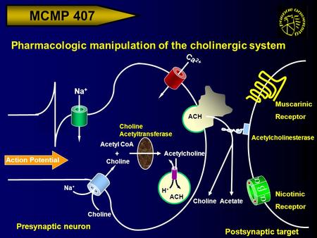 MCMP 407 Action Potential Na + Ca 2+ Acetylcholinesterase Pharmacologic manipulation of the cholinergic system Presynaptic neuron Postsynaptic target Nicotinic.