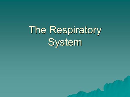 The Respiratory System I. Overview  Consists of 6 major organs: nose, pharynx, larynx, trachea, bronchial tubes, and lungs  Function together to perform.