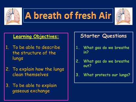 Learning Objectives: 1.To be able to describe the structure of the lungs 2.To explain how the lungs clean themselves 3.To be able to explain gaseous exchange.