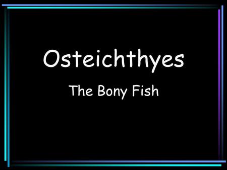 Osteichthyes The Bony Fish. Class Osteichthyes Characterized by having: Bone in their skeleton An operculum covering the gill openings A swimbladder or.